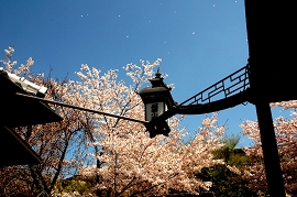 falling cherry blossoms