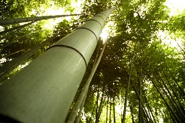 bamboo which grows